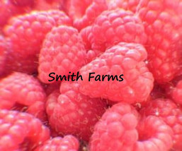 New Fresh 100 Seeds Pink Raspberry Berries Raspberries Garden Fresh Fruit - $9.68 CAD