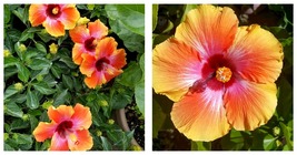 HAWAIIAN SUNSET~FIESTA HIBISCUS STARTER LIVE PLANT 3 TO 5 INCHES TALL - $29.99