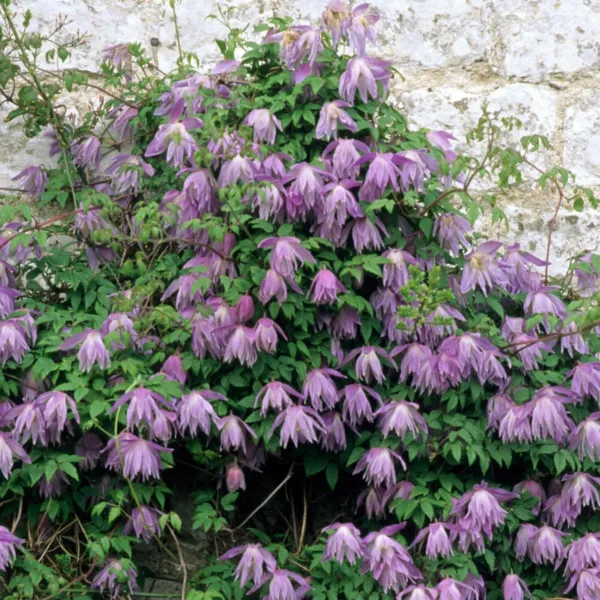 50+ Downy Clematis Seeds Clematis Macropetala Mixed Colors Nice Hybrids Fresh Ga - $15.99