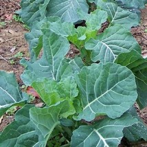 2000 Georgia Collard Seeds Fresh Gardening USA Seller - $8.38