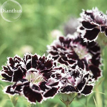 New Fresh Black White Dianthus Chinensis Chianti Double Flowers 50 Seeds... - $3.72