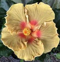 Hibiscus Rosa-sinensis Perennial Flower Plant Bonsai Big Blooms, 100 PCS SEEDS D - £12.28 GBP