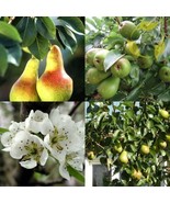 THJAR Bartlet Pear Pyrus Communis Bartlett - 10+ Seeds - $101.78 MXN