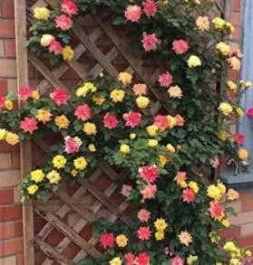 100 Trepadora Roses Flower Seeds for Garden - $16.00