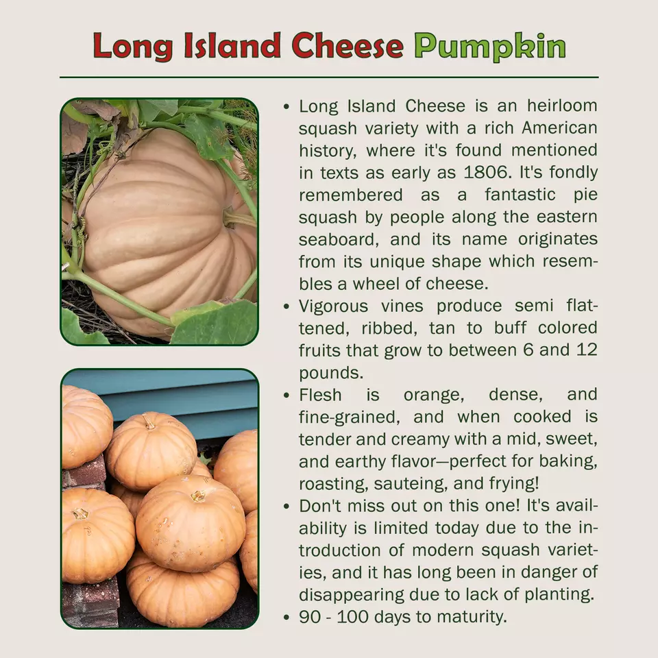 10 long island cheese pumpkin squash seeds thumb200