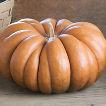 10 Fairytale Pumpkin Seeds French Cooking Pumpkin Grown In Usa USA Seller Garden - £8.49 GBP