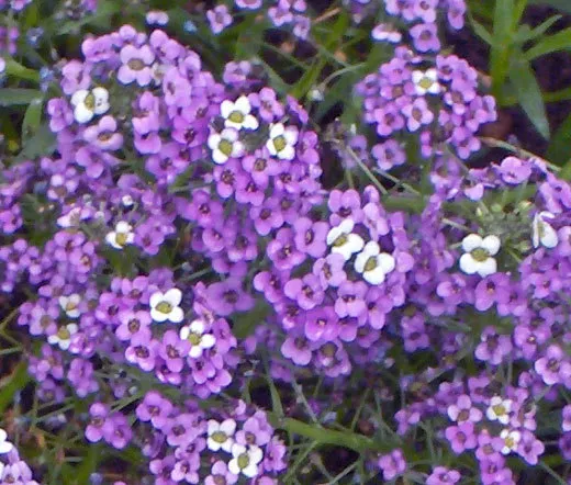 Alyssum Violet Queen Lobularia Maritima 1000 Bulk Seeds Fresh Seeds - £37.36 GBP