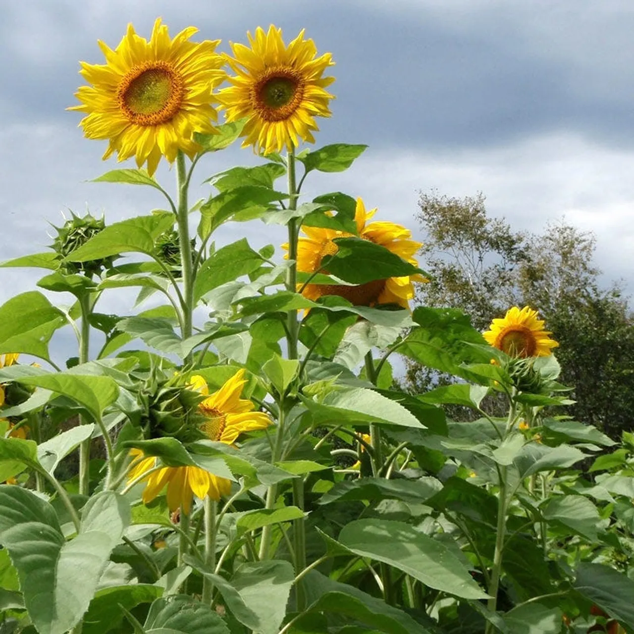 Mammoth Grey Strip Sunflower 40 Seeds - £7.65 GBP