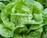 Lettuce Seeds 500 White Boston Butterhead Lettuce Garden Salad Fast Ship... - $8.99