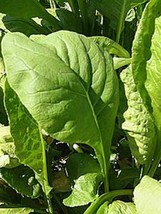 Tendergreen Mustard Seeds 500 Komatsuna Vegetable Spinach Greens Fresh G... - $3.98