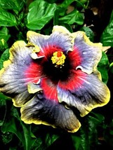 Madagascar Hibiscus Moscheutos Hibiscus Starter Seeds Rose Of Sharon Hs6811 From - $9.36