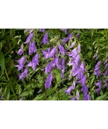 SR12Store 300 Seeds Rampion Bellflower Campanula Rapunculoides Wildflowe... - £6.43 GBP