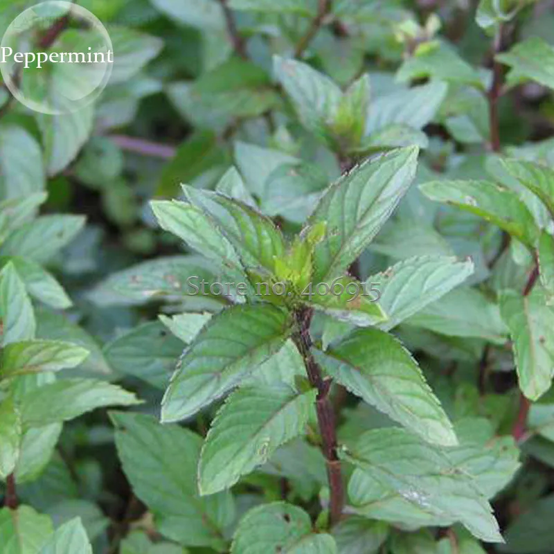 Mentha Piperata Peppermint Herb Plants, 20 seeds, classic perennial herb  - £2.93 GBP