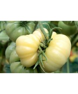White Wonder Beefsteak Tomato Seeds 30 Seeds New Fresh - $170.87 MXN
