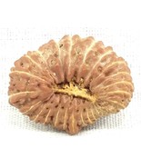 Rare 25 Mukhi Rudraksha / Twenty Five Face Rudraksh - IGL Certified - €945,96 EUR