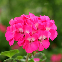Geranium Seeds - Horizon Neon Rose Hybrid F1 10 seeds* EASY TO GROW - £6.63 GBP