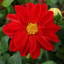 Dahlia Seeds Dahlia Variabilis Opera Red Flower Seed 400 Seeds USA Fast Shipping - $19.99