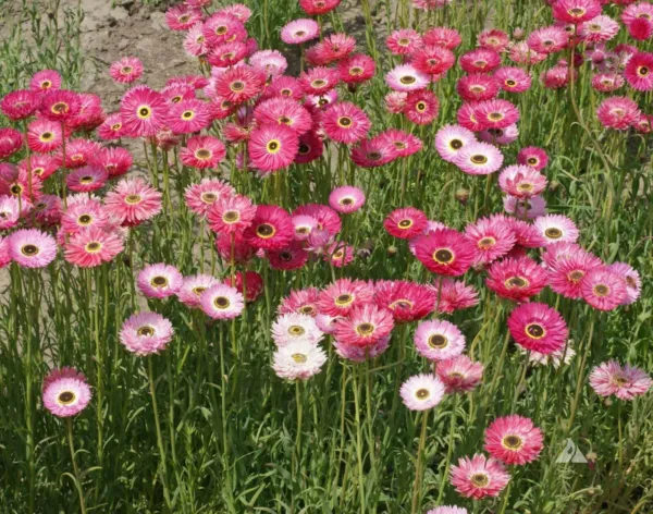 Fresh Paper Daisy Pink Everlasting Florists Crafters Pollinators Non-Gmo 200 See - £8.57 GBP