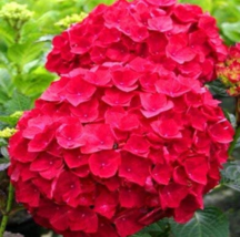 New Fresh Beautiful Hydrangea Flores Bonsai Plant Have Various Color Hot Sale 20 - £7.70 GBP