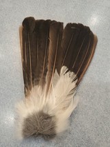 Eurasian Blue Jay Bird Full Tail Feathers JB16 - £11.66 GBP
