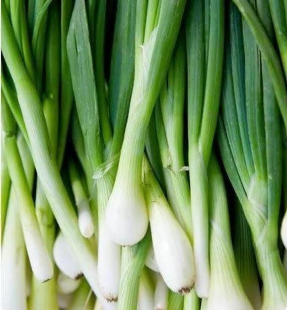 155 Seeds Onion Bunching Tokyo Long White Fresh Seeds Fast Shipping - $8.79