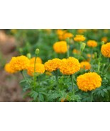 Marigold Extract Skincare &amp; Hair Care Natural Healing for Skin, Hair &amp; N... - $25.00 CAD