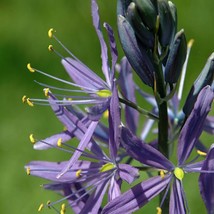 Camassia Leichtinii Blue Danube Seed Garden Fast Shipping - £6.59 GBP