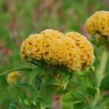 Celosia Seeds - Chief Gold - Flower Seeds- USA Grown -Non GMO 50 Seeds - £8.56 GBP