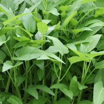 Water Spinach Seed Rau Muong La Lon Kangkong Seeds Kong Xin Cai Water Morning Gl - $7.98