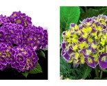 VIOLET CROWN Hydrangea Rooted Starter Plant - $60.93