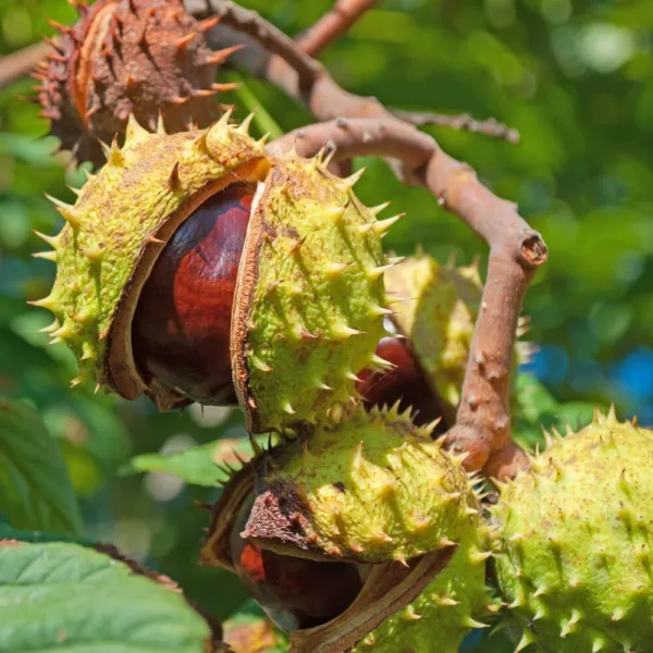 2 Horse Chestnut Seeds For Planting-Amazing And Exotic Fruit Tree Usa Se... - £14.10 GBP