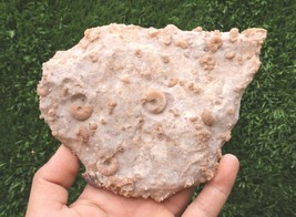 Cretaceous Fossil Plate with Douvilleiceras Ammonite and Gastropods – Mo... - $526.50 MXN