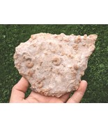 Cretaceous Fossil Plate with Douvilleiceras Ammonite and Gastropods – Mo... - $527.55 MXN
