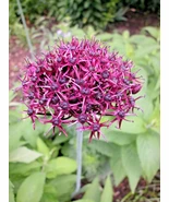 Allium ATROPURPUREUM 6 Dark Purple GARLIC Edible Culinary Herb Live Plan... - $27.00