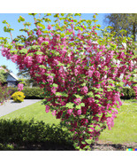 10 Red Flowering Currant Shrub Seeds (Ribes sanguineum) Ornamental Hedge... - £4.87 GBP