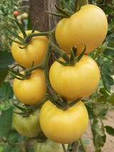 Schneeflocke Tomato - 5+ seeds - Graines - Samen - P 506 - $69.31 MXN
