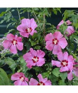 Hibiscus Syriacus Woodbridge Starter Plant Approx 4-6 Inch Dormant Fresh... - $31.08 CAD