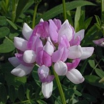 45 Crown Vetch Coronilla Varia Perennial Flower Seeds Gardening USA Ship... - $10.00