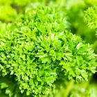 20 Seeds Curled Parsley - Seeds - Organic - Non Gmo - Heirloom Seeds Herb Seeds - $6.98