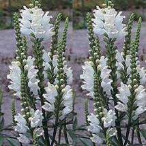 50 White Showy Obedient Plant False Dragon Head Physostegia Angustifolia Seeds - £7.46 GBP