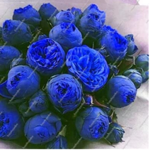 Goodidea 10PCS Chinese Peony Tree Seeds- Blue Double Flowers - $7.12