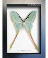 Actias Dubernardi Female Rare Real Chinese Moon Moth Framed Entomology S... - $224.11 CAD
