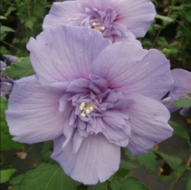 20 double light purple hibiscus seeds flowers flower seed perennial bloom thumb200