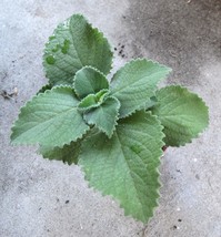 Cuban Oregano Herbaceous Plant, app 4in - £5.95 GBP