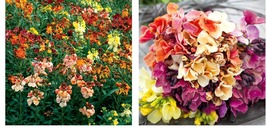 600 Seeds Wallflower FAIR LADY MIX Fragrant Bi-Colored Biennial Fragrant Garden - £21.17 GBP