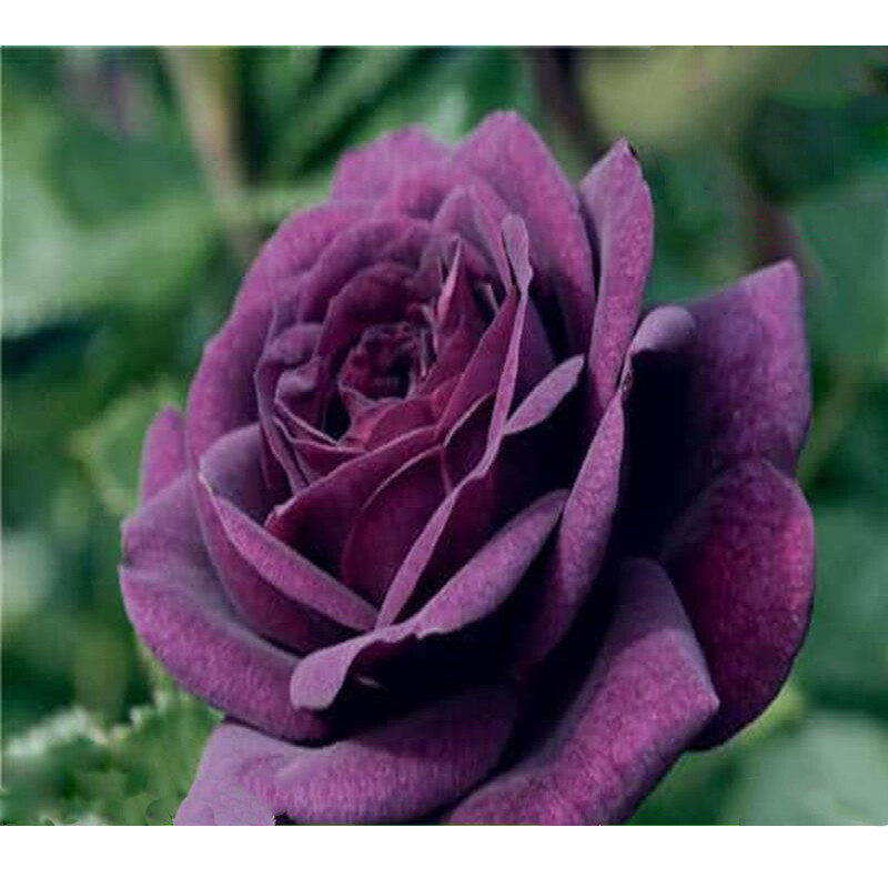 BRN 100 Seeds Purple Dragon Blooming Fragrant Flower Rose Perenial Seeds... - $15.92