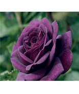 BRN 100 Seeds Purple Dragon Blooming Fragrant Flower Rose Perenial Seeds... - €13,81 EUR