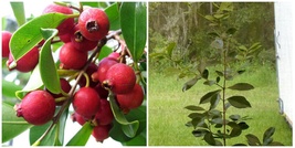 Strawberry Guava Bush (Cattley Guava) - 20-30&quot; Tall Live Plant - Gallon Pot - H0 - £91.65 GBP