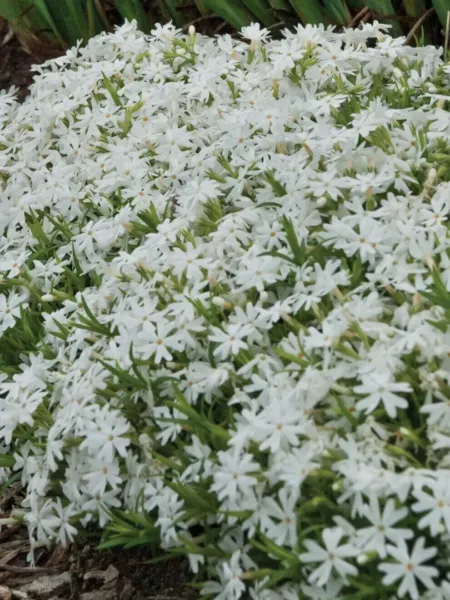 White Creeping Phlox Flowers Beautiful Easy Grow Planting 25 Seeds Fresh... - £7.85 GBP