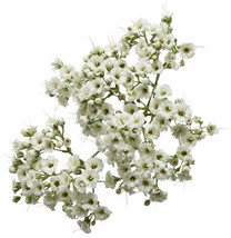 Baby&#39;s Breath Gypsophila Seeds 1000+ Flower - $8.88